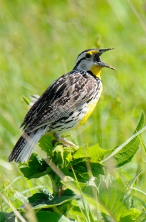 Meadowlark, Rollins Savannah